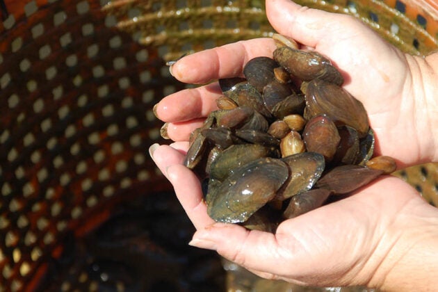 A hand holds several freshwater mussels above an orange bucket.