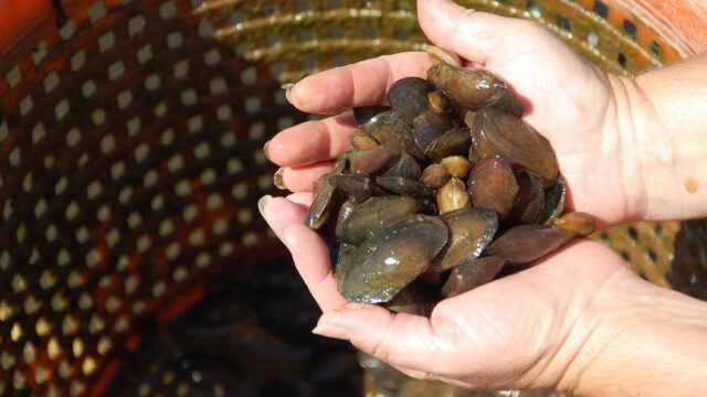 Two hands hold several freshwater mussels above an orange bucket.