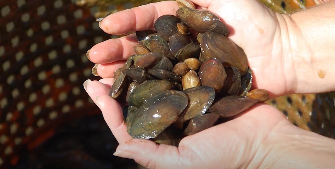 Freshwater Mussels • Chesapeake Bay Foundation