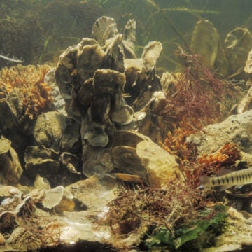Underwater view of an oyster reef, with some fish swimming in the foreground