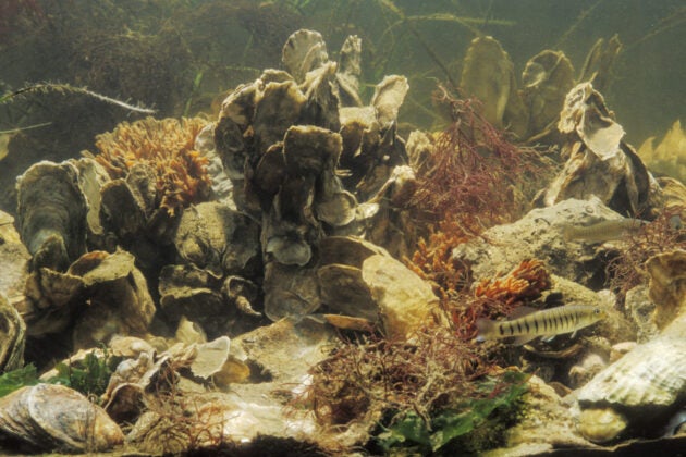Underwater view of an oyster reef, with some fish swimming in the foreground