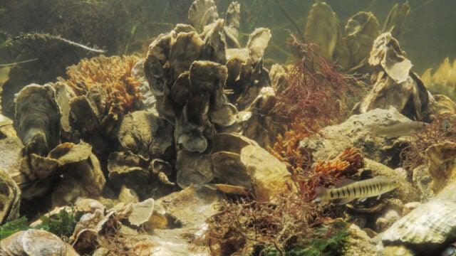 Underwater view of an oyster reef, with some fish swimming in the foreground.