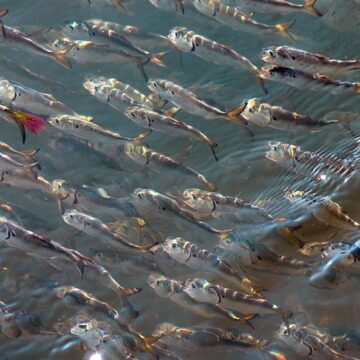 A school of small fish.