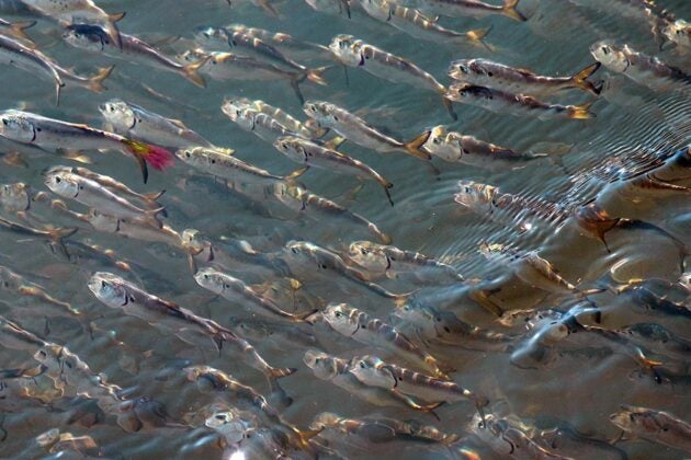 A school of small fish.