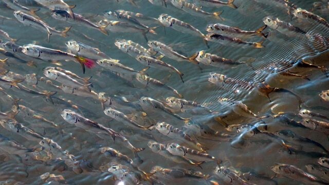 A school of small fish.
