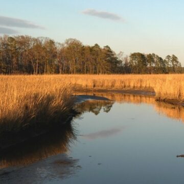 Golden wetlands form an inlet on a river.