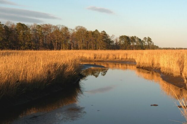 Golden wetlands form an inlet on a river.