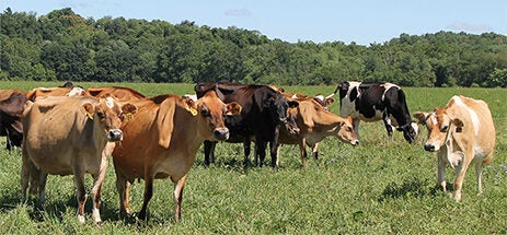 A herd of cows graze in a grassy field with trees behind them.