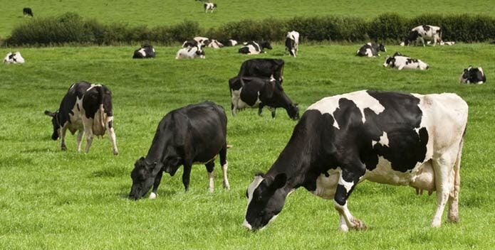 A herd of cows graze in a grassy field.