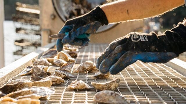 A pair of gloved hands hold an oyster shucking knife and sort oysters that rest on a wire rack.