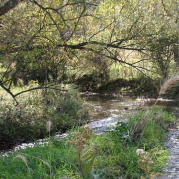 A stream forks beneath a tree flanked by thick brush.