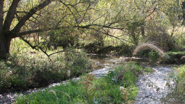 A stream forks beneath a tree flanked by thick brush.