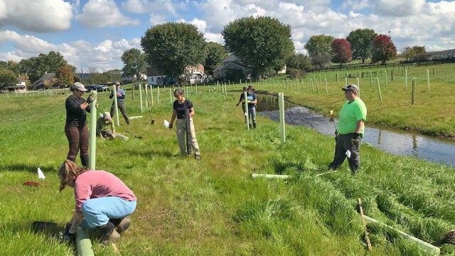 Several people install protective sleeves around young trees along a stream.