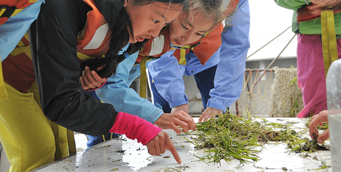 Students point to pieces of bay grass to identify critters among the grass.