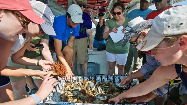 A mix of educators and CBF staff stand around a bucket of oysters and other Bay critters, some hold oysters and inspect them.