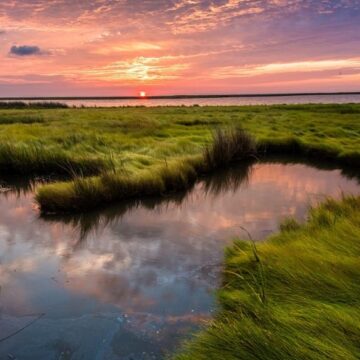 The sun sets over lush green marsh land.