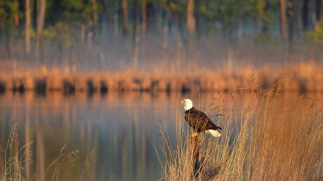 A bald eagle perches on a branch at sunrise in a misty lakeside wetland, symbolizing wildlife conservation and natural beauty in the Chesapeake Bay region.