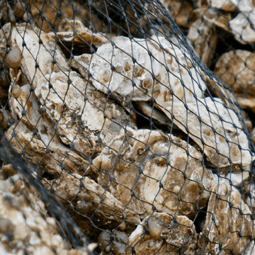 Mesh bags filled with oysters.
