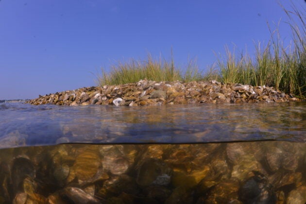 Underwater photo of restored eastern oyster reefs in the Lynnhaven River, Va.
