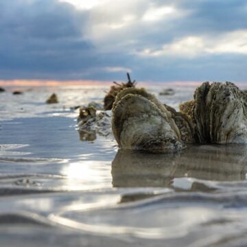 Eastern oysters are exposed during low tide.