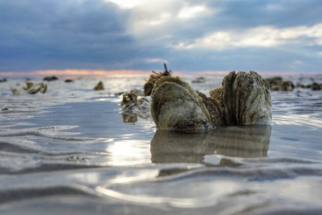 Eastern oysters are exposed during low tide.