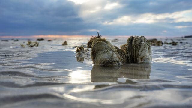 Eastern oysters are exposed during low tide.