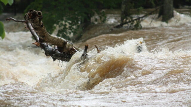 A river flows over a downed tree, causing whitewater and a turbulent river.