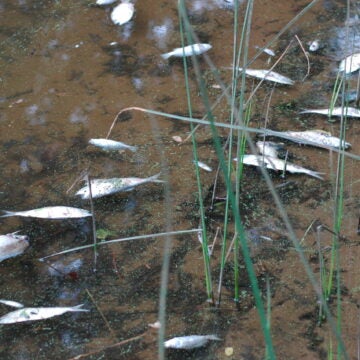 A number of dead fish floating in the water, with a few grasses