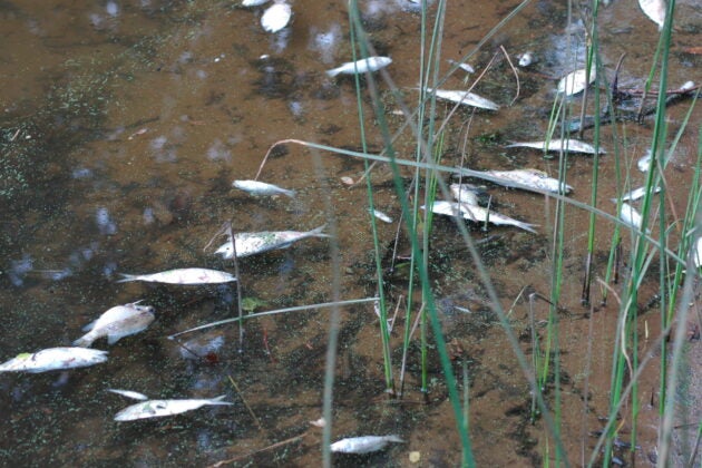 A number of dead fish floating in the water, with a few grasses