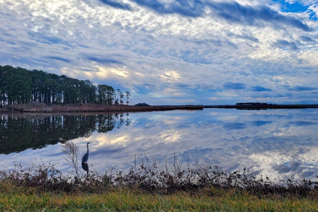 A row of trees lines the background under a blue sky full of fluffy white clouds as a heron stands by the shore.