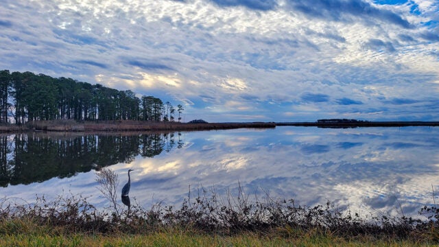 A row of trees lines the background under a blue sky full of fluffy white clouds as a heron stands by the shore.
