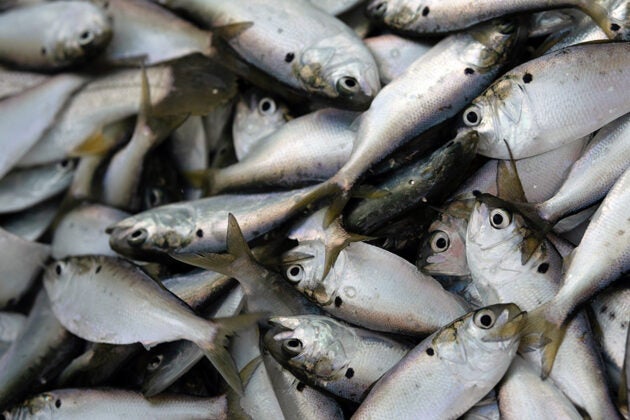 A catch of menhaden.