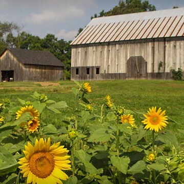 Sunflowers rise in front of a barn.