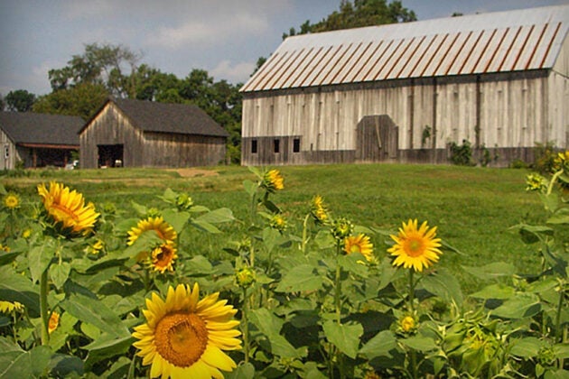 Sunflowers rise in front of a barn.