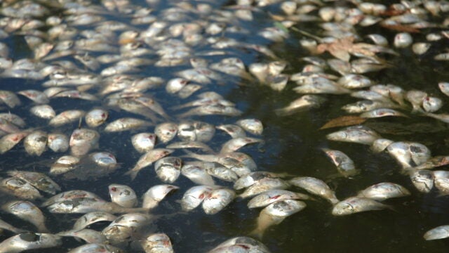 Fish float at the top of the water after dying.