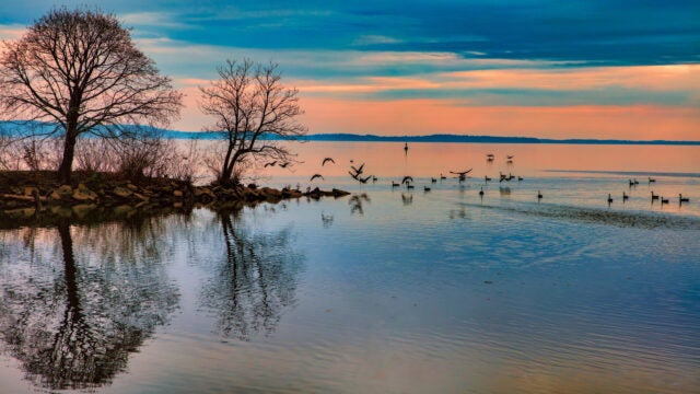 Birds float on the water near a small beach at sunset.