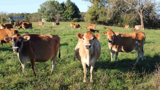 Herd of brown and white dairy cows graze in a green pasture with trees in the background. Three cows stare directly into the camera.