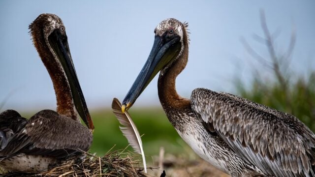 Two brown pelicans perched on a nest made of sticks and grass. One pelican holds a large white feather in its beak, while the other faces it closely. The background is blurred with green vegetation and a pale blue sky.