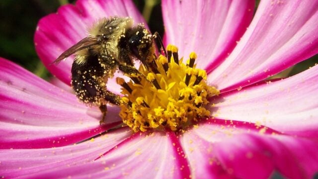 A close-up of a bumblebee covered in pollen while feeding on the bright yellow center of a pink flower with radiating petals.