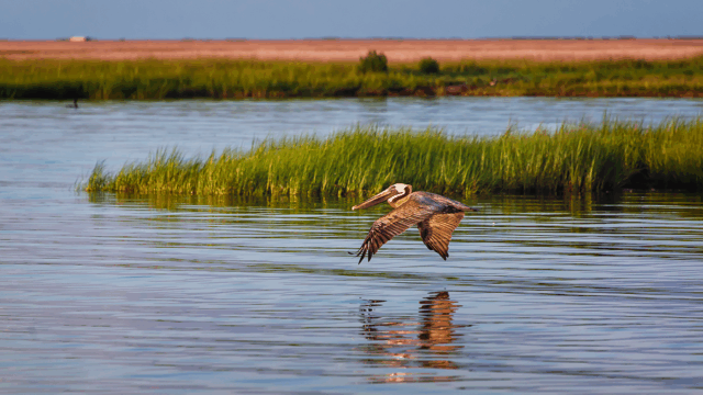 A brown pelican glides low over calm water near a grassy marsh. Its wings are outstretched, and the bird’s reflection is visible on the water’s surface. In the background, there is a strip of tall grass and distant land under a clear sky.