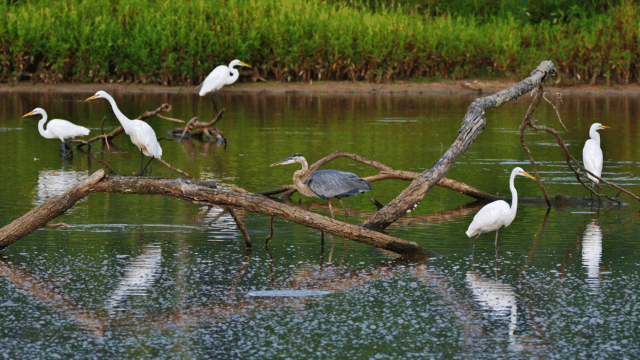 Several white egrets and one great blue heron stand and perch on partially submerged tree branches in a calm pond. The water reflects the birds and branches, and the background shows green vegetation along the shoreline.