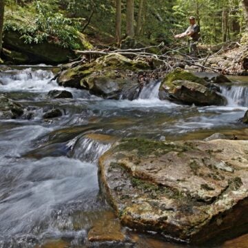 A small waterfall surrounded by rocks in a forested stream.
