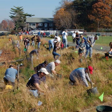 A couple dozen people line the shore, kneeling and standing holding shovels and planting trees.