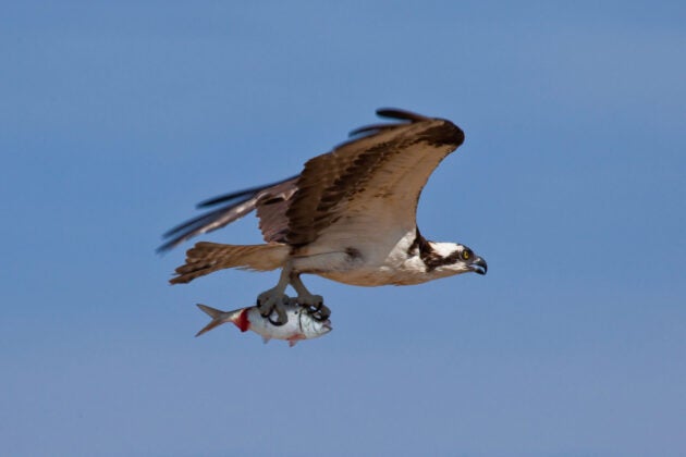 Osprey flying through the air with an Atlantic menhaden fish caught in its talons.