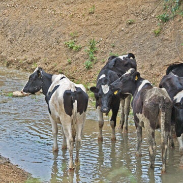 Black-and-white cows stand in a shallow stream.