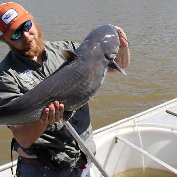 A man wearing an orange hat and standing in a boat holds a large catfish over the water.