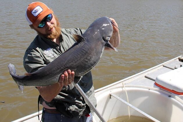 A man wearing an orange hat and standing in a boat holds a large catfish over the water.