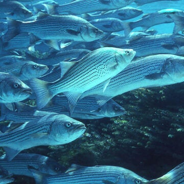 A school of striped bass.