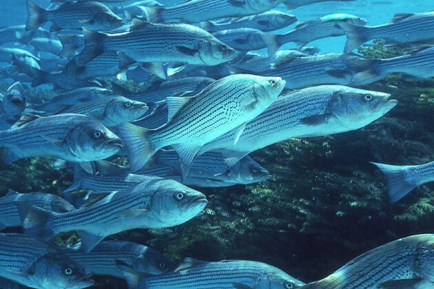 A school of striped bass.