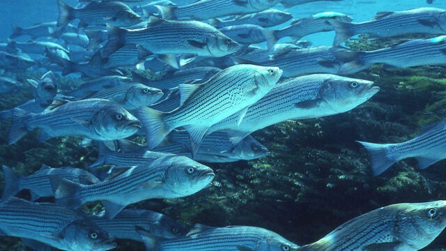 A school of striped bass.